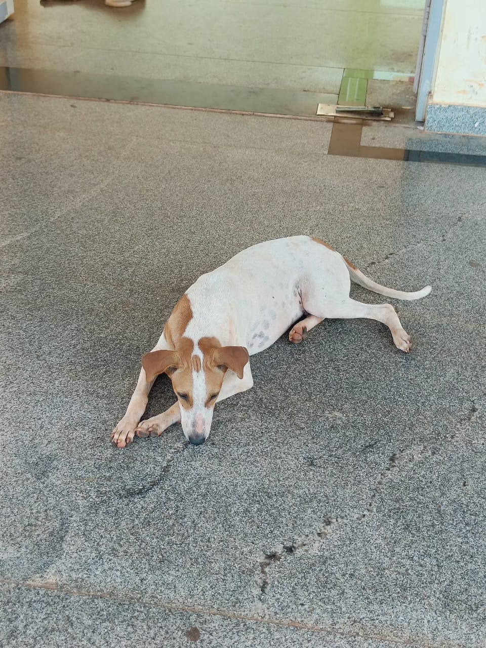 Pavendar Bharathidasan Hostel Dogs